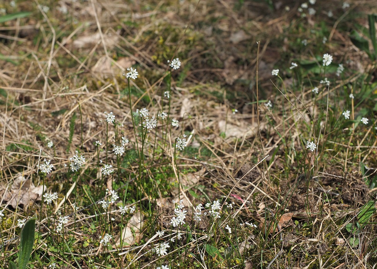 Teesdalia nudicaulis